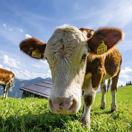 Apartment Haus Helena Sophia *