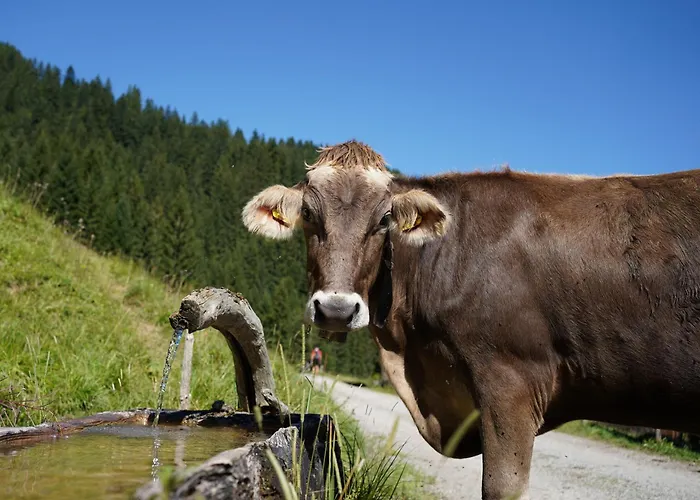 Apartment Haus Helena Sophia Au (Bregenz)